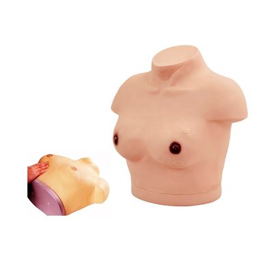 Levendige vrouwelijke torso mannetje met borstonderzoek en palpatie demonstratie model