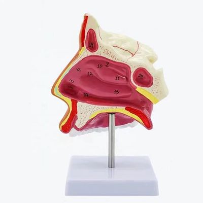 Mediane Sagittale neusholte model met gedetailleerde anatomische structuren en geavanceerde PVC