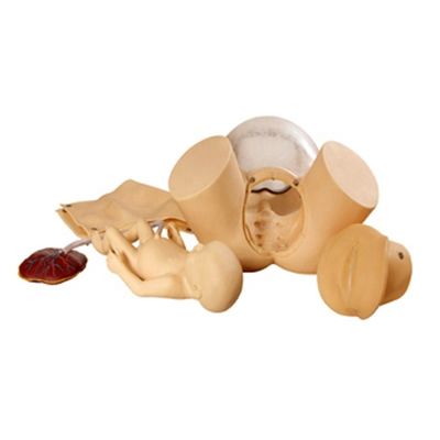 Patiëntenzorg demonstratie Alomvattende geboorte vaardigheden training Model Verloskundige technische opleiding Mannequin