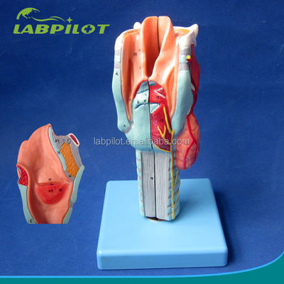 Geavanceerde PVC Anatomische Demonstratie Afneembare Larynx Model met 33 Anatomie Merken