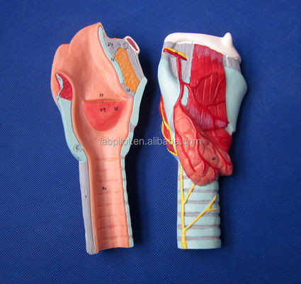 Geavanceerde PVC Anatomische Demonstratie Afneembare Larynx Model met 33 Anatomie Merken