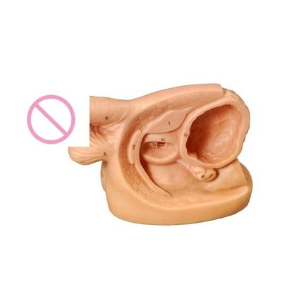 Onderwijsmodel mannequin voor katheterisatie