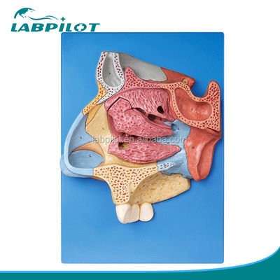 Geavanceerd PVC-neusholte model voor een volledig anatomisch begrip van de neus