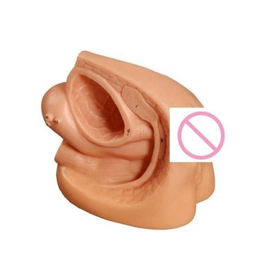 Onderwijsmodel mannequin voor katheterisatie