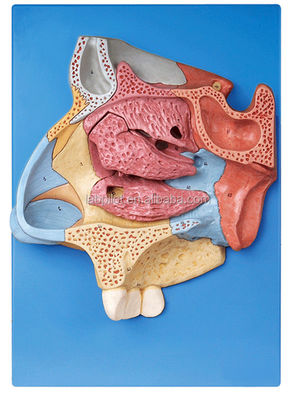 Geavanceerd PVC-neusholte model voor een volledig anatomisch begrip van de neus