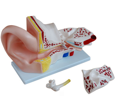 4 Deeltjes Reuzenoormodel Anatomische demonstratie voor medische wetenschap Demonstratie