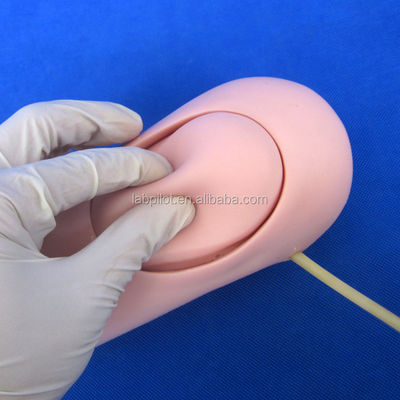 Geavanceerd PVC-trauma van bovenste ledematen bloeding en geamputeerde armmodel voor de medische wetenschap