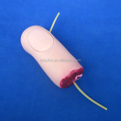 Geavanceerd PVC-trauma van bovenste ledematen bloeding en geamputeerde armmodel voor de medische wetenschap
