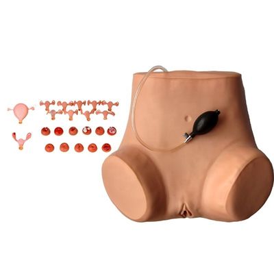 Mannequin voor multifunctionele gynaecoloog Verpleegkundige opleiding Vaginaal onderzoek Model