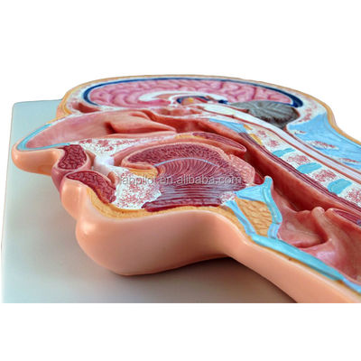 Categorieën Anatomie van het zenuwstelsel Mediane gesneden hoofd en hersenmodel voor ziekenhuizen
