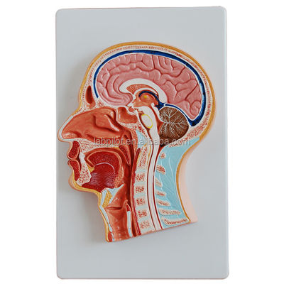 Categorieën Anatomie van het zenuwstelsel Mediane gesneden hoofd en hersenmodel voor ziekenhuizen