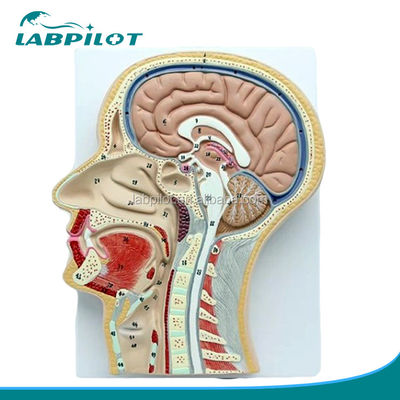 Professionele Anatomische Model Midden Sagittale Sectie van het Hoofd met Mond Neus en Kehel