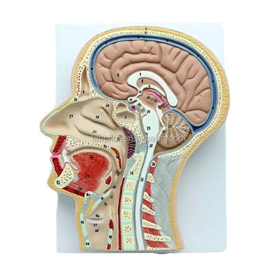 Professionele Anatomische Model Midden Sagittale Sectie van het Hoofd met Mond Neus en Kehel
