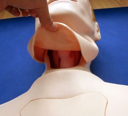 Halflichaamsverpleegkundig mannetje voor nasogastrische voeding en tracheale intubatie