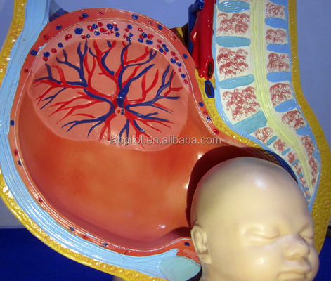 Medisch wetenschappelijk model Vrouwelijk bekken Fetus Uterus en embryo in de 40e week van de zwangerschap