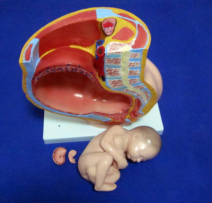Medisch wetenschappelijk model Vrouwelijk bekken Fetus Uterus en embryo in de 40e week van de zwangerschap