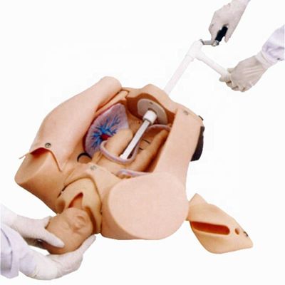 Geboorte-demonstratie-simulator voor medische wetenschappelijke opleiding en vaardigheidsontwikkeling