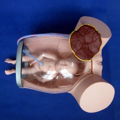 Geavanceerde PVC-bevallingsmannequincategorieën voor zwangere vrouwen