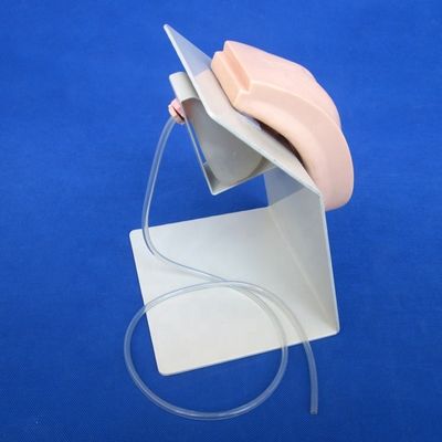 Realistische menselijke pop voor katheterisatie demonstratie bij vrouwelijke en mannelijke patiënten