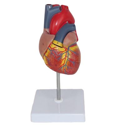 Medische anatomie Plastic Human Heart Model voor anatomische demonstratie in klinieken