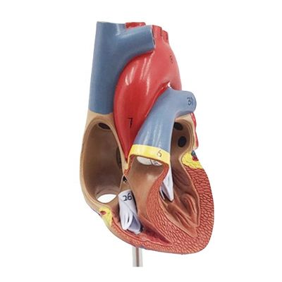 Medische anatomie Plastic Human Heart Model voor anatomische demonstratie in klinieken