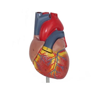 Medische anatomie Plastic Human Heart Model voor anatomische demonstratie in klinieken