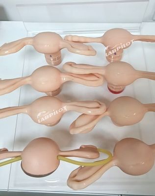 Uterus simulator voor gynaecologisch anatomie model gebruikt in verpleegkunde-verloskunde en moederschap
