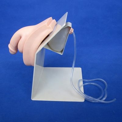 Mannelijke blaas model urethrale katheterisatie simulator voor patiënten zorg demonstratie