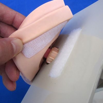Mannelijke blaas model urethrale katheterisatie simulator voor patiënten zorg demonstratie