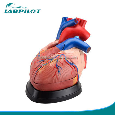 Mensenhartaanatomie 3D-model voor anatomische demonstratie 3 maal vergroot 5 delen