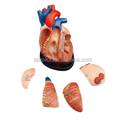 Mensenhartaanatomie 3D-model voor anatomische demonstratie 3 maal vergroot 5 delen