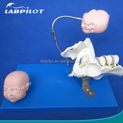 Levendig bekken en foetale hoofden Geavanceerd PVC-model voor geboortevaardigheden demonstratie