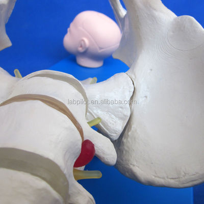 Levendig bekken en foetale hoofden Geavanceerd PVC-model voor geboortevaardigheden demonstratie