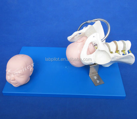 Levendig bekken en foetale hoofden Geavanceerd PVC-model voor geboortevaardigheden demonstratie