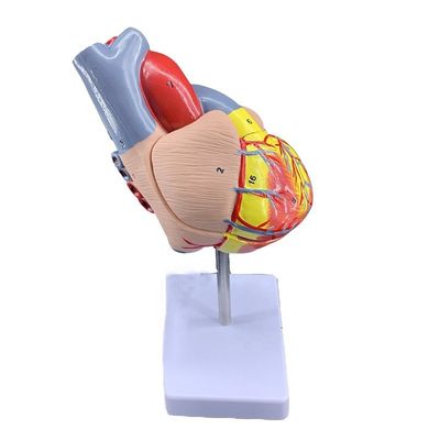 Levensgrootte 2 delen medische anatomie menselijk lichaam delen hart model voor demonstratie