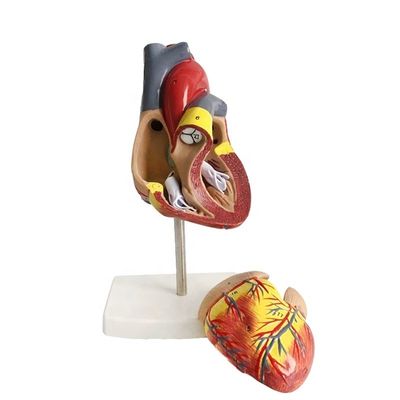 Levensgrootte 2 delen medische anatomie menselijk lichaam delen hart model voor demonstratie
