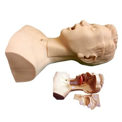 De voorkeur van de scholen voor een mannequin voor geavanceerde zuigtraining en een model voor zuigsputum