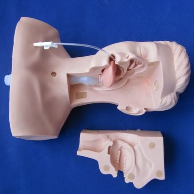 De voorkeur van de scholen voor een mannequin voor geavanceerde zuigtraining en een model voor zuigsputum