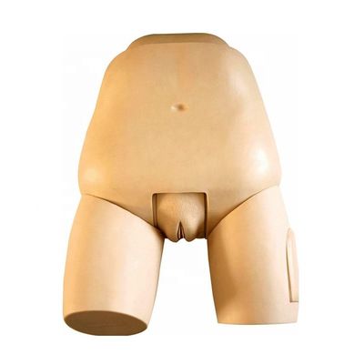 Geavanceerde fundus simulator voor baarmoederonderzoek Model postpartum vrouwelijke mannequin