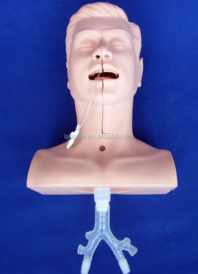 De voorkeur van de scholen voor een mannequin voor geavanceerde zuigtraining en een model voor zuigsputum