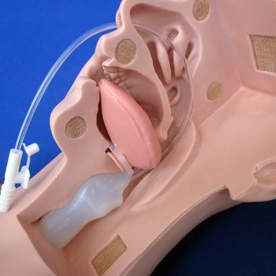 De voorkeur van de scholen voor een mannequin voor geavanceerde zuigtraining en een model voor zuigsputum