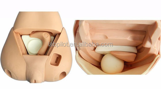 Geavanceerde fundus simulator voor baarmoederonderzoek Model postpartum vrouwelijke mannequin