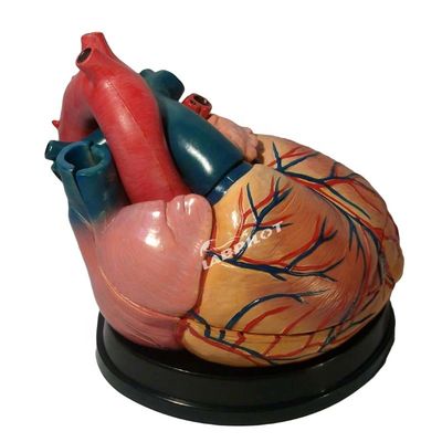Hospitaal's topkeuze 3D menselijk hart anatomie model voor gedetailleerd en nauwkeurig leren