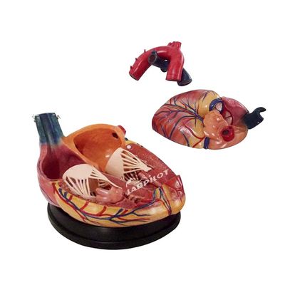 Hospitaal's topkeuze 3D menselijk hart anatomie model voor gedetailleerd en nauwkeurig leren
