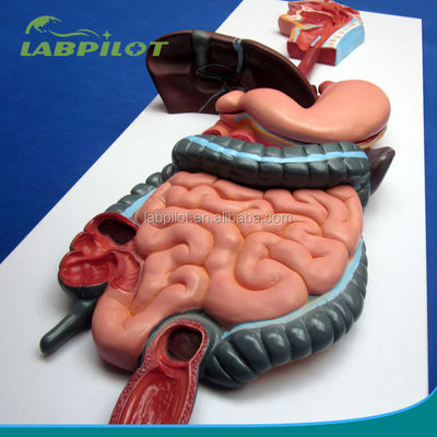 Anatomisch demonstratie model van het menselijk spijsverteringsstelsel voor medisch onderwijs