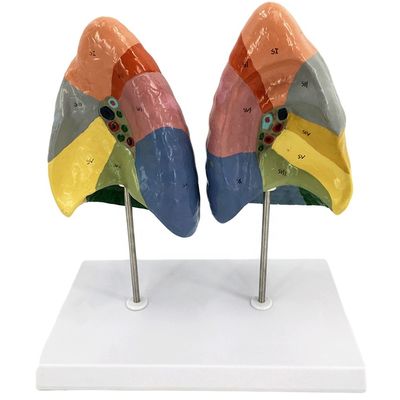 Bronchopulmonale segmenten van de longen model Menslevensgrootte voor scholen en medisch onderwijs