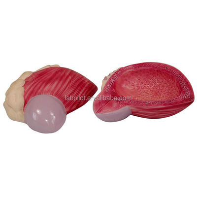 Geavanceerd PVC Mensen Mannelijke Urineblaas Anatomisch Model voor Medische Professionals