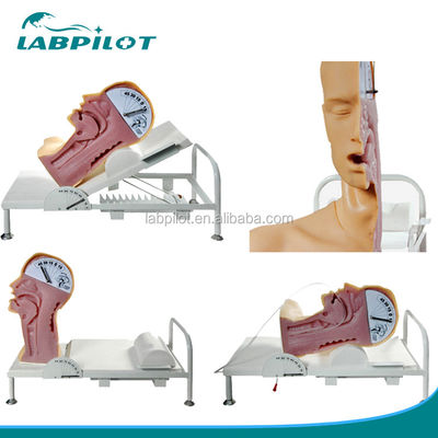 Mensengrootte Geavanceerde Swallow Mechanism Simulator voor training