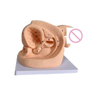Economisch mannelijk katheterisatie-trainingsmodel Mensenlevensgrootte Anatomische demonstratie