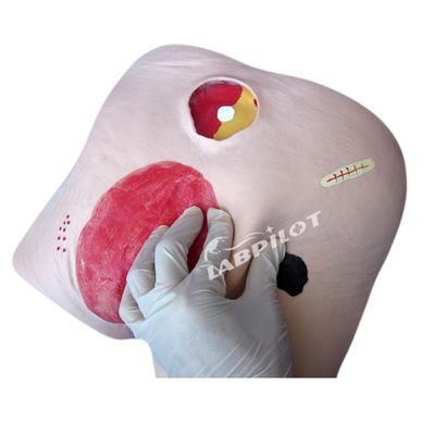 Human Model Decubitus Ulcer Care Training Simulator voor categorieën in de medische wetenschap